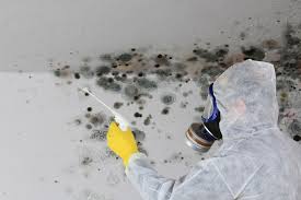 Reliable Duncanville, TX Mold Removal Services Solutions